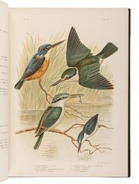 BROINOWSKI, Gracius Joseph (1837-1913). The Birds of Australia . Melbourne, Sydney, Adelaide, Brisbane, New Zealand and Tasmania: S.T. Leigh & Co. for Charles Stuart & Co., 1890-1891.