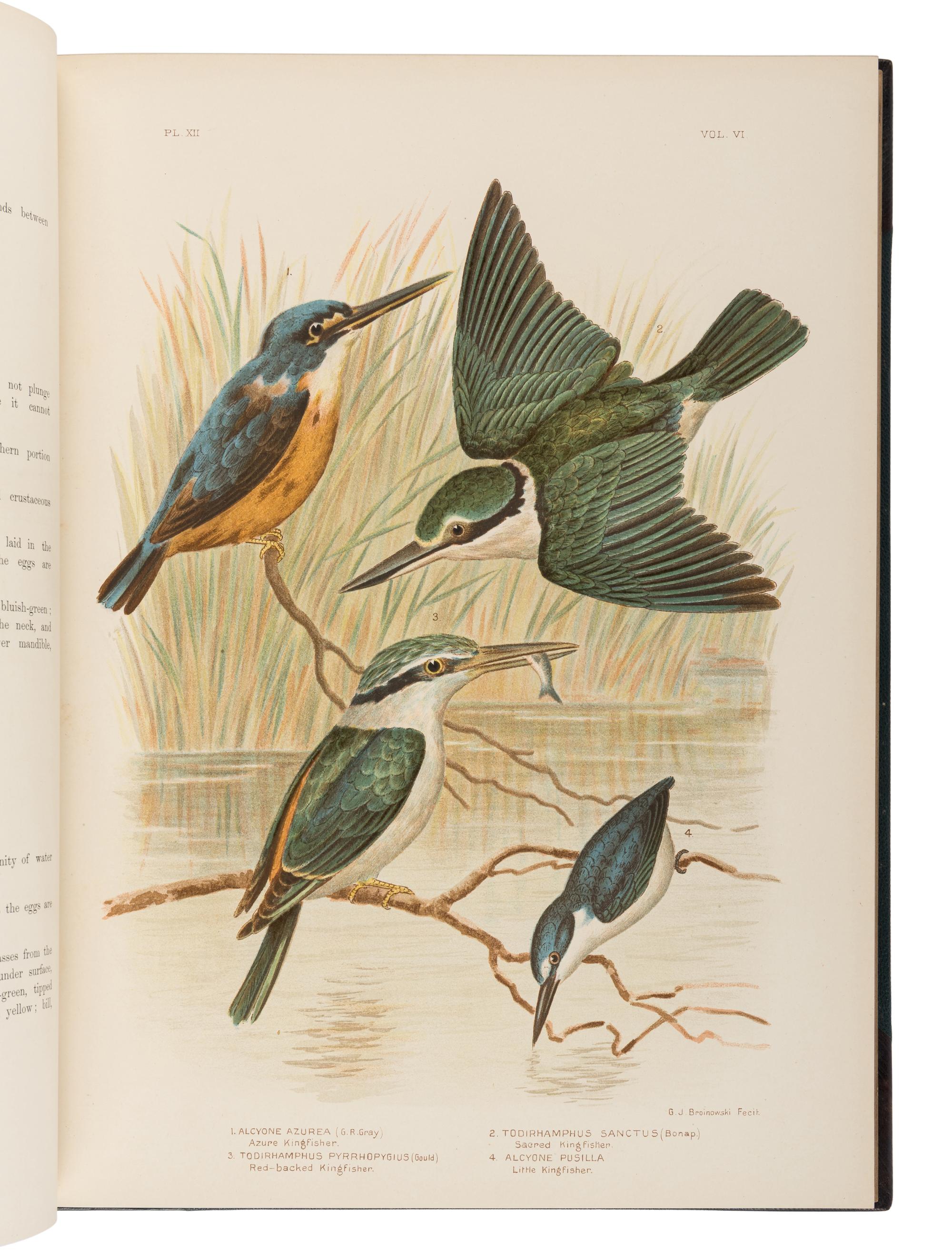 BROINOWSKI, Gracius Joseph (1837-1913). The Birds of Australia . Melbourne, Sydney, Adelaide, Brisbane, New Zealand and Tasmania: S.T. Leigh & Co. for Charles Stuart & Co., 1890-1891.
