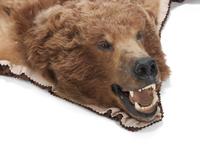 A Taxidermy Brown Bear Rug