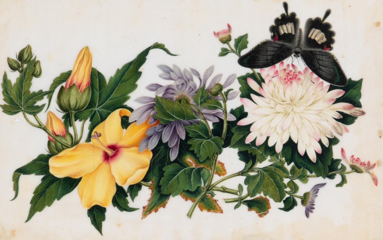 A Set of Twelve Chinese Export Watercolor and Pith Botanical Paintings