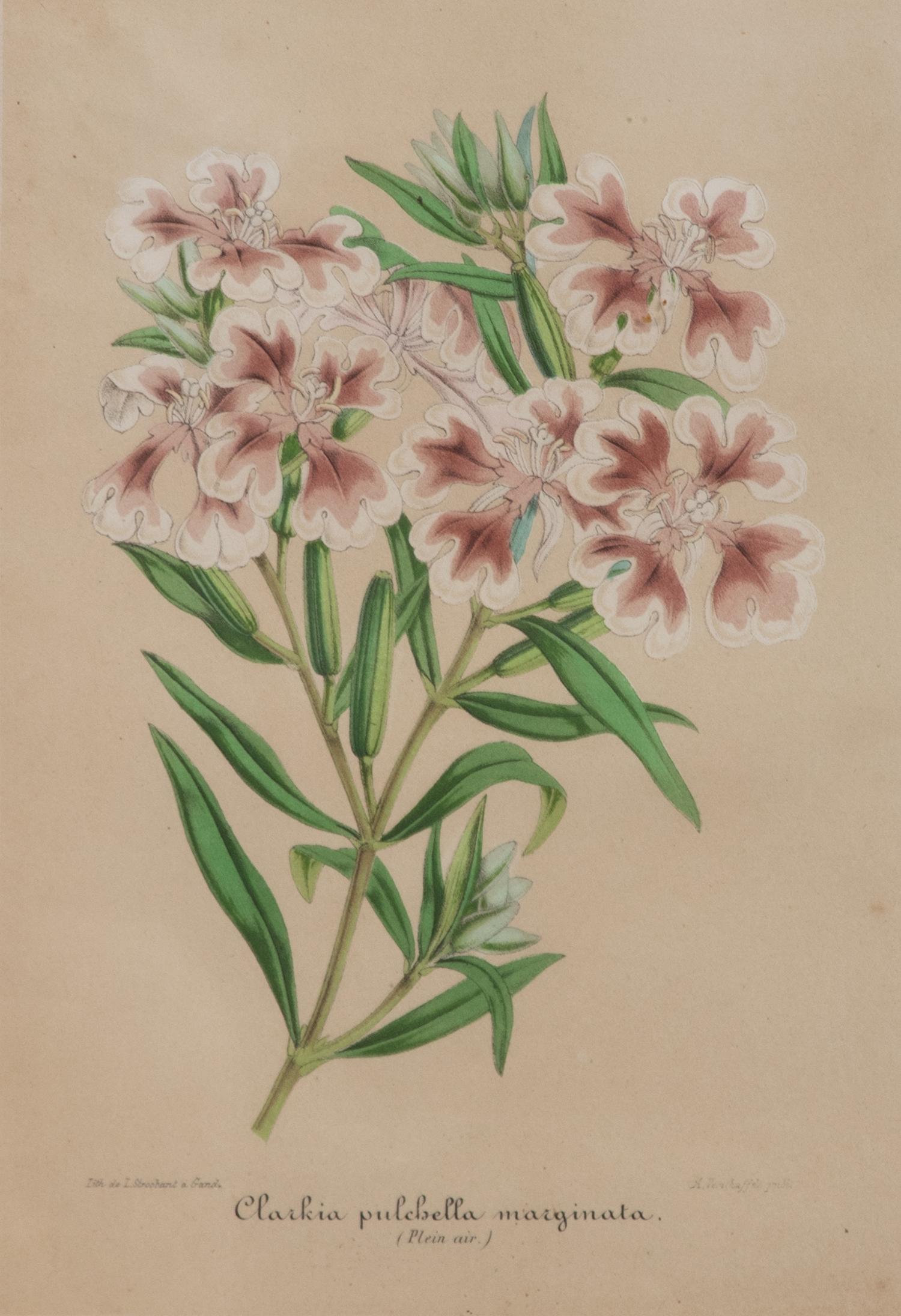 A Set of Eleven Botanical Prints Framed 16 1/2 x 13 1/2 inches. — 20TH CENTURY