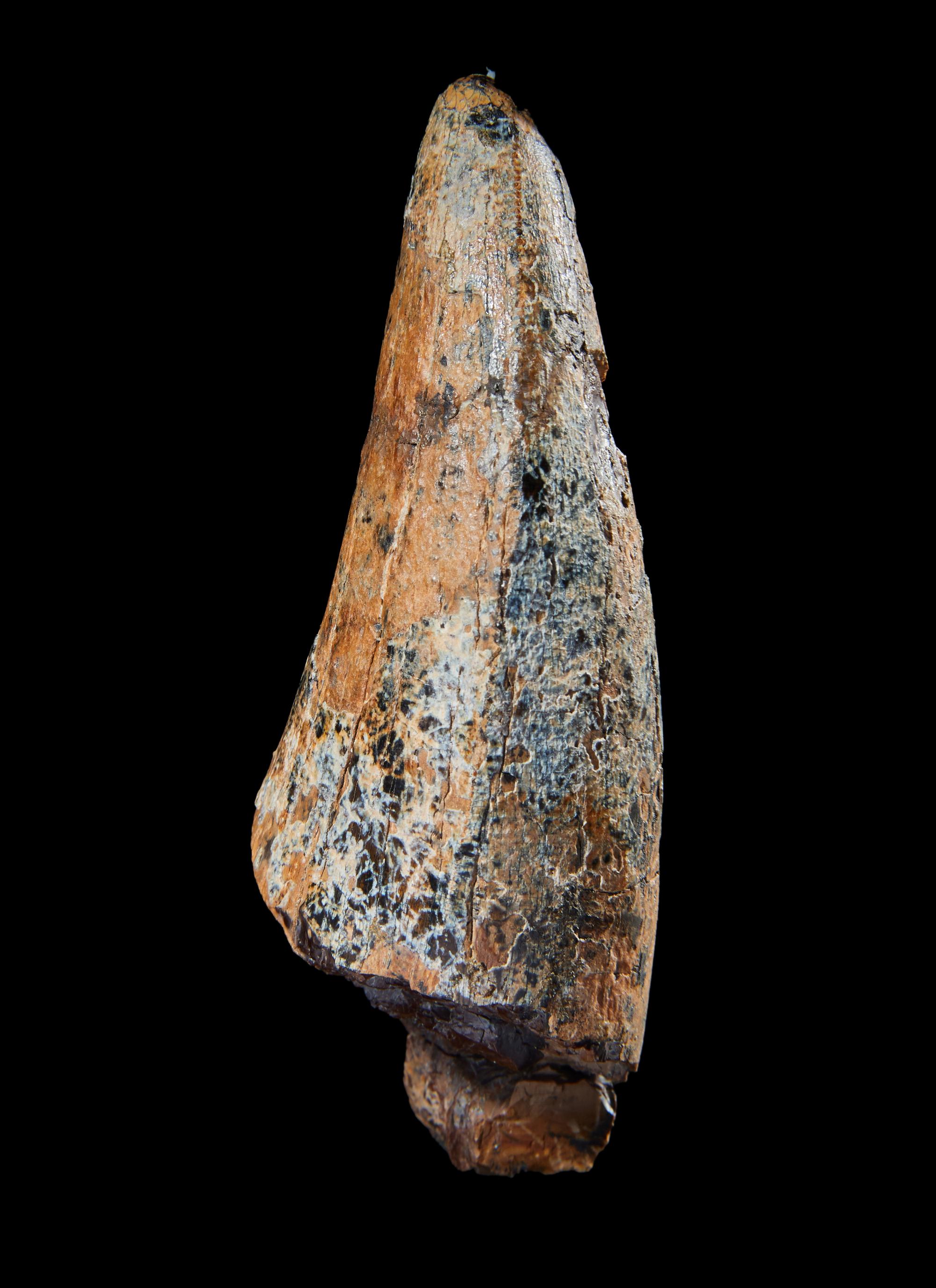 A Tyrannosaurus Rex Tooth ( Tyrannosaurus rex)