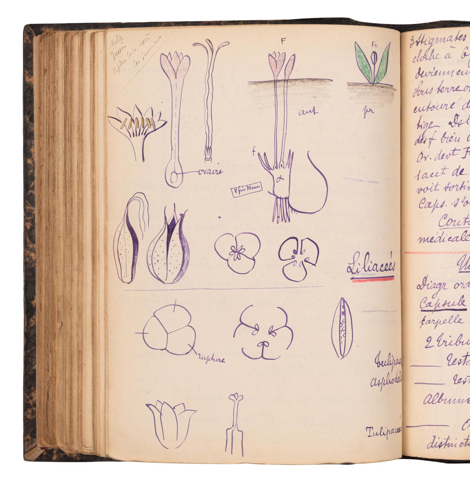 [BOTANY & GARDENING -- MANUSCRIPTS]. A group of 5 manuscripts, comprising:
