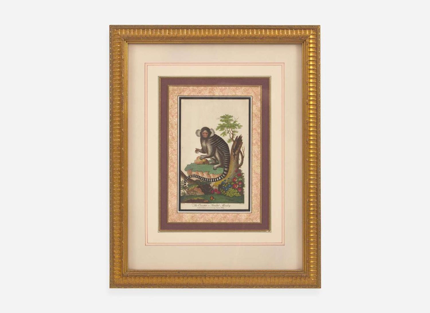 A set of six hand-colored engravings of various primates, published by John Wilkes (d. 1811), London, 1795-1796