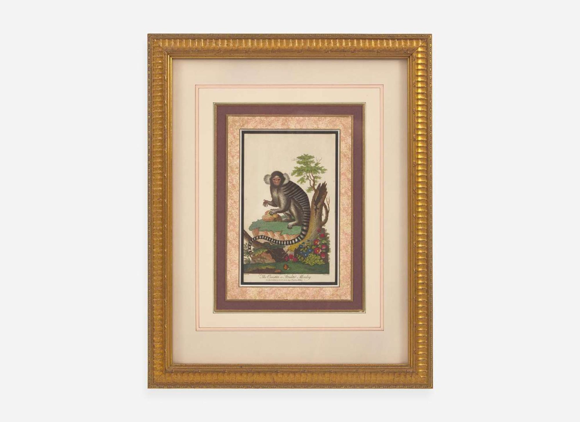 A set of six hand-colored engravings of various primates, published by John Wilkes (d. 1811), London, 1795-1796