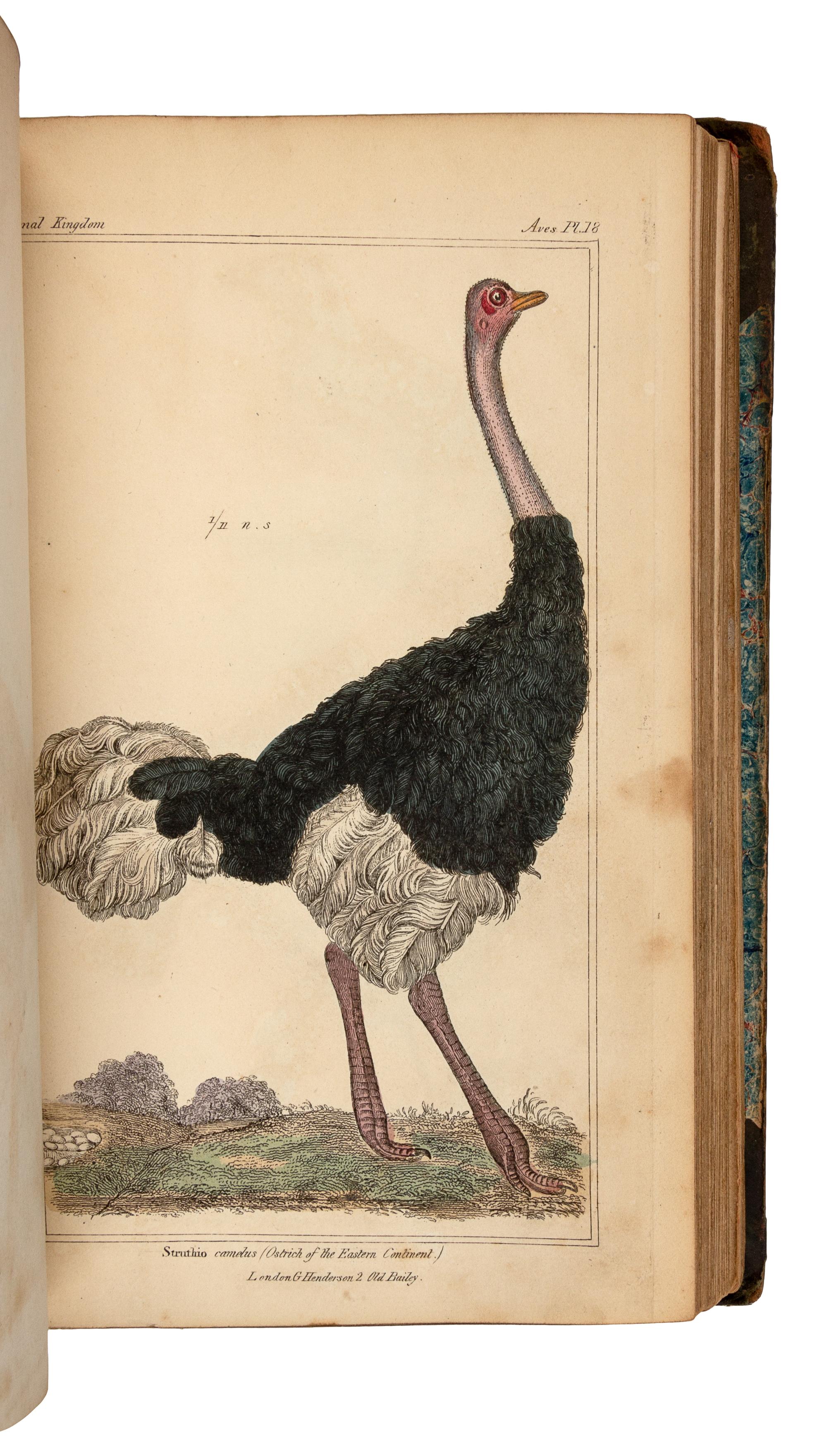CUVIER, Georges L. C., Baron (1769-1832). The Animal Kingdom. London: G. Henderson, 1837.