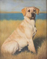 Portrait of a Labrador Retriever
