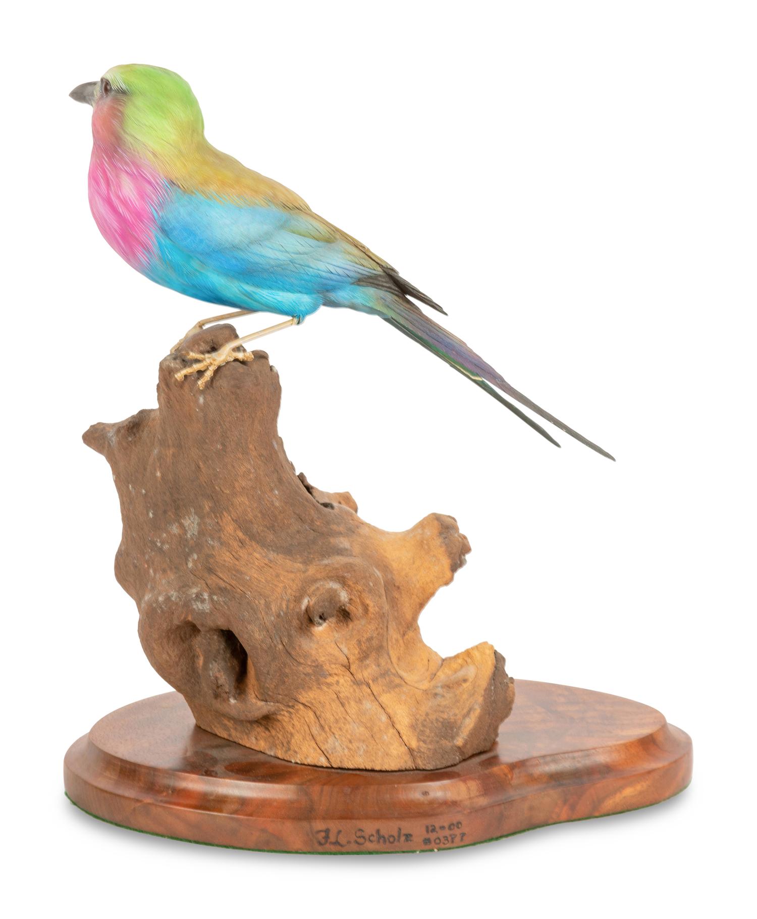 Feathered Rainbow , 2000