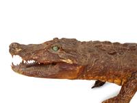 A Taxidermy Alligator