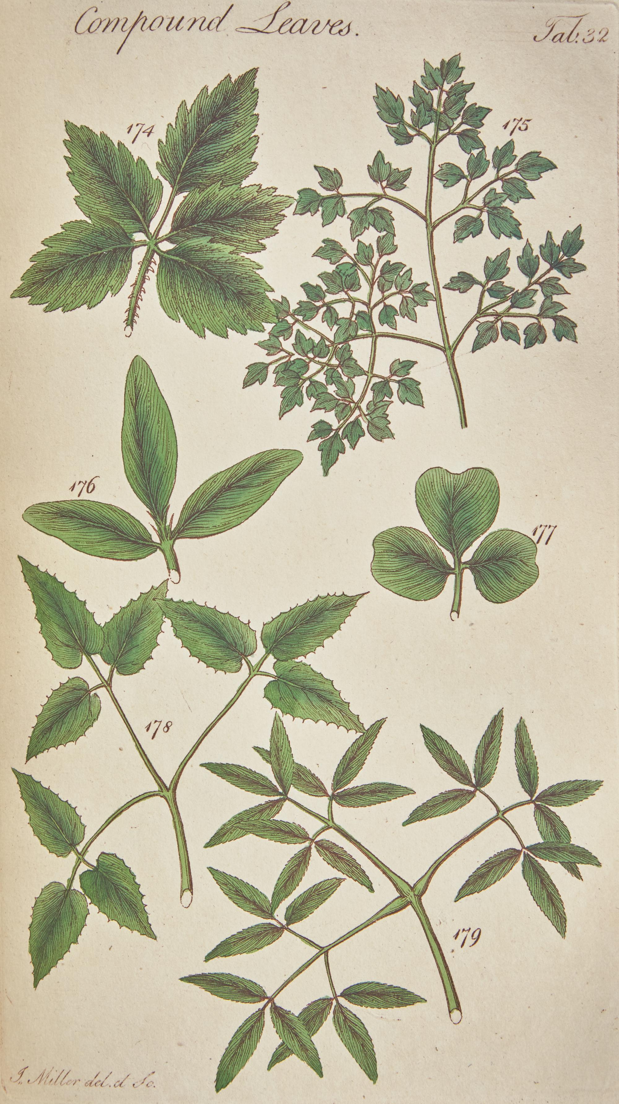 [NATURAL HISTORY]. MILLER, John (1715-ca 1792). An Illustration of The Sexual System, of Linnaeus. London: Printed for Robert Faulder, 1789-94.