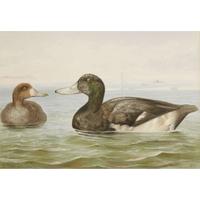 ALEXANDER POPE JUNIOR (AMERICAN 1849-1924) "BLACK DUCK" FROM UPLAND GAME BIRDS AND WATERFOWL OF THE UNITED STATES