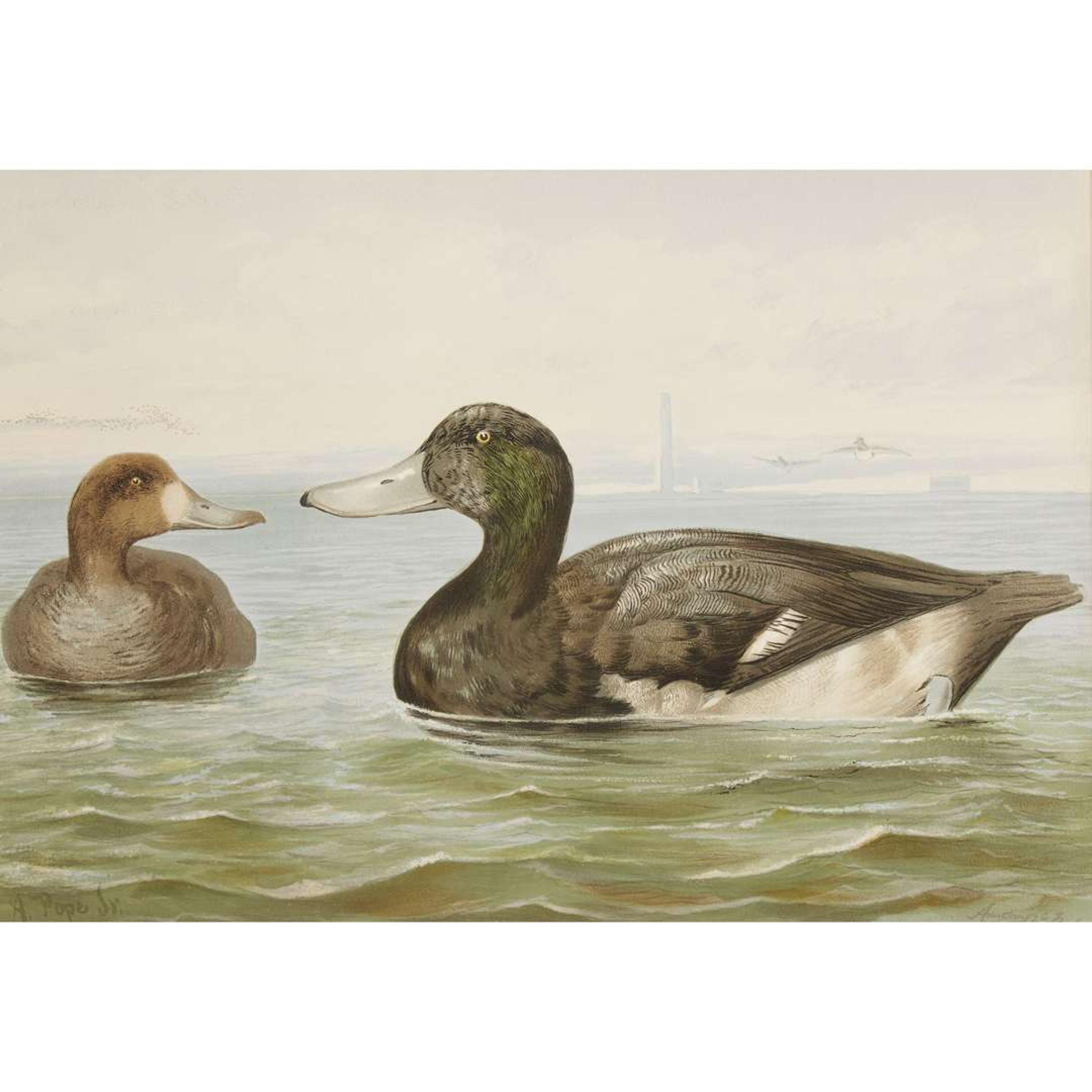 ALEXANDER POPE JUNIOR (AMERICAN 1849-1924) "BLACK DUCK" FROM UPLAND GAME BIRDS AND WATERFOWL OF THE UNITED STATES