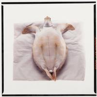 Atlantic Green Sea Turtle , 1991, and Three Flamingos , 1989 (a pair of photographs)