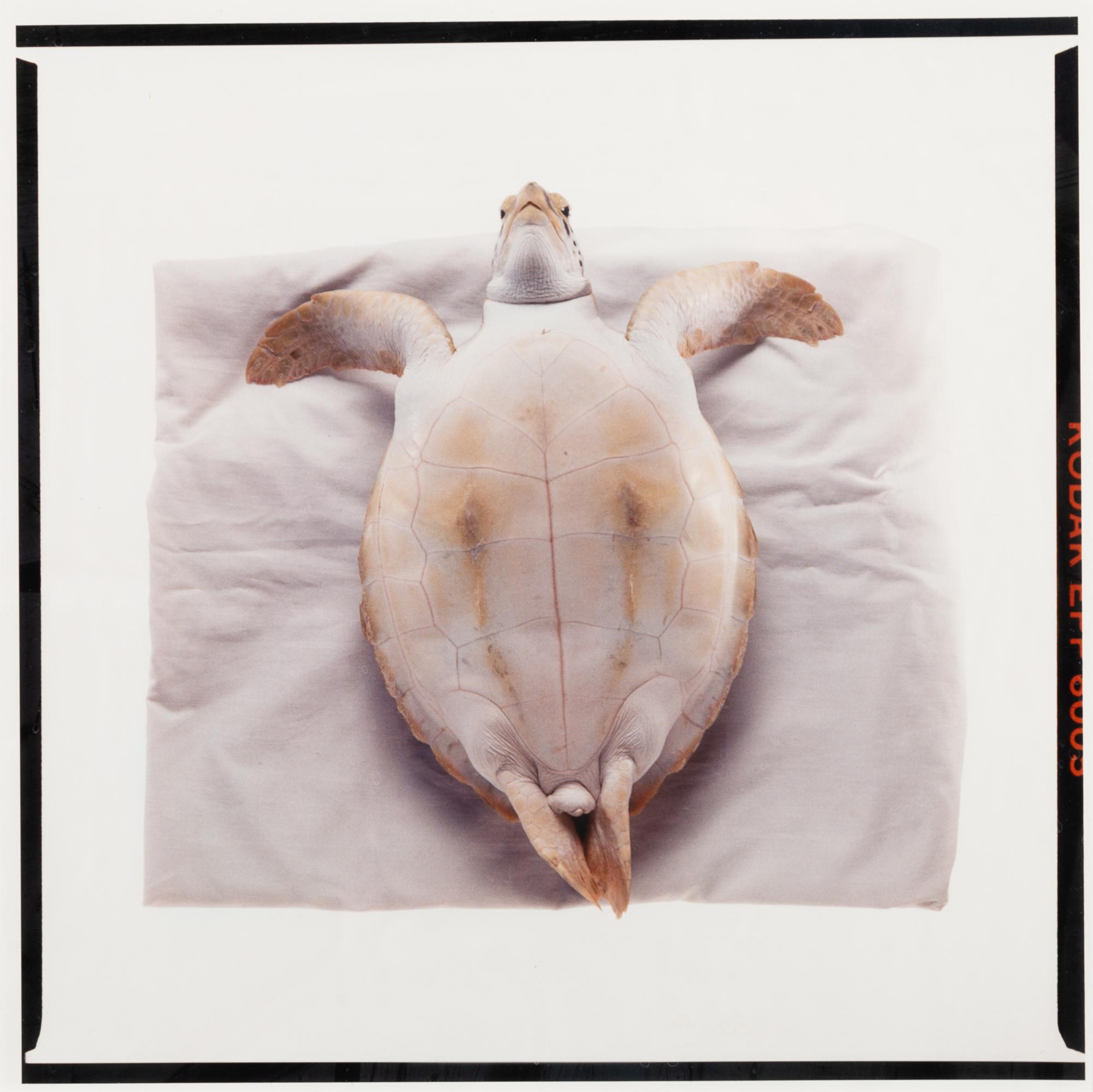 Atlantic Green Sea Turtle , 1991, and Three Flamingos , 1989 (a pair of photographs)