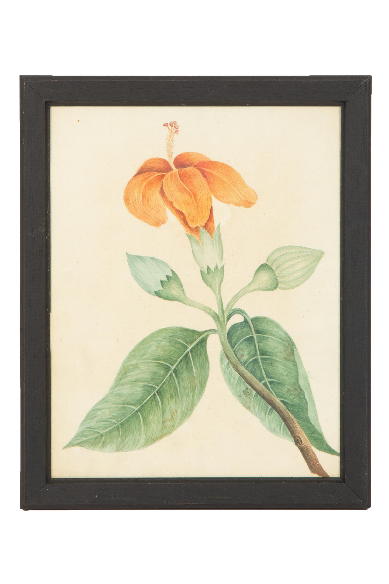 A Set of Eighteen Framed English Botanical Watercolor Illustrations