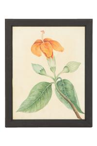 A Set of Eighteen Framed English Botanical Watercolor Illustrations