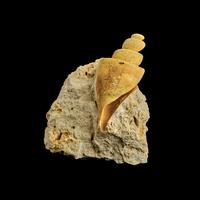 A Group of 13 Natural History Fossils