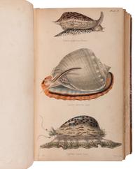 [NATURAL HISTORY]. REEVE, Lovell Augustus (1814-1865). Elements of Conchology; An Introduction to the Natural History of Shells and of The Animals Which Form Them . London: Published by the Author, 1860.
