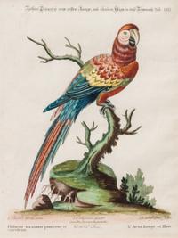 Two Hand-Colored Etchings by Johann Sebastian Leitner 10 3/8 x 8 inches. — AFTER GEORGE EDWARDS, 18TH CENTURY