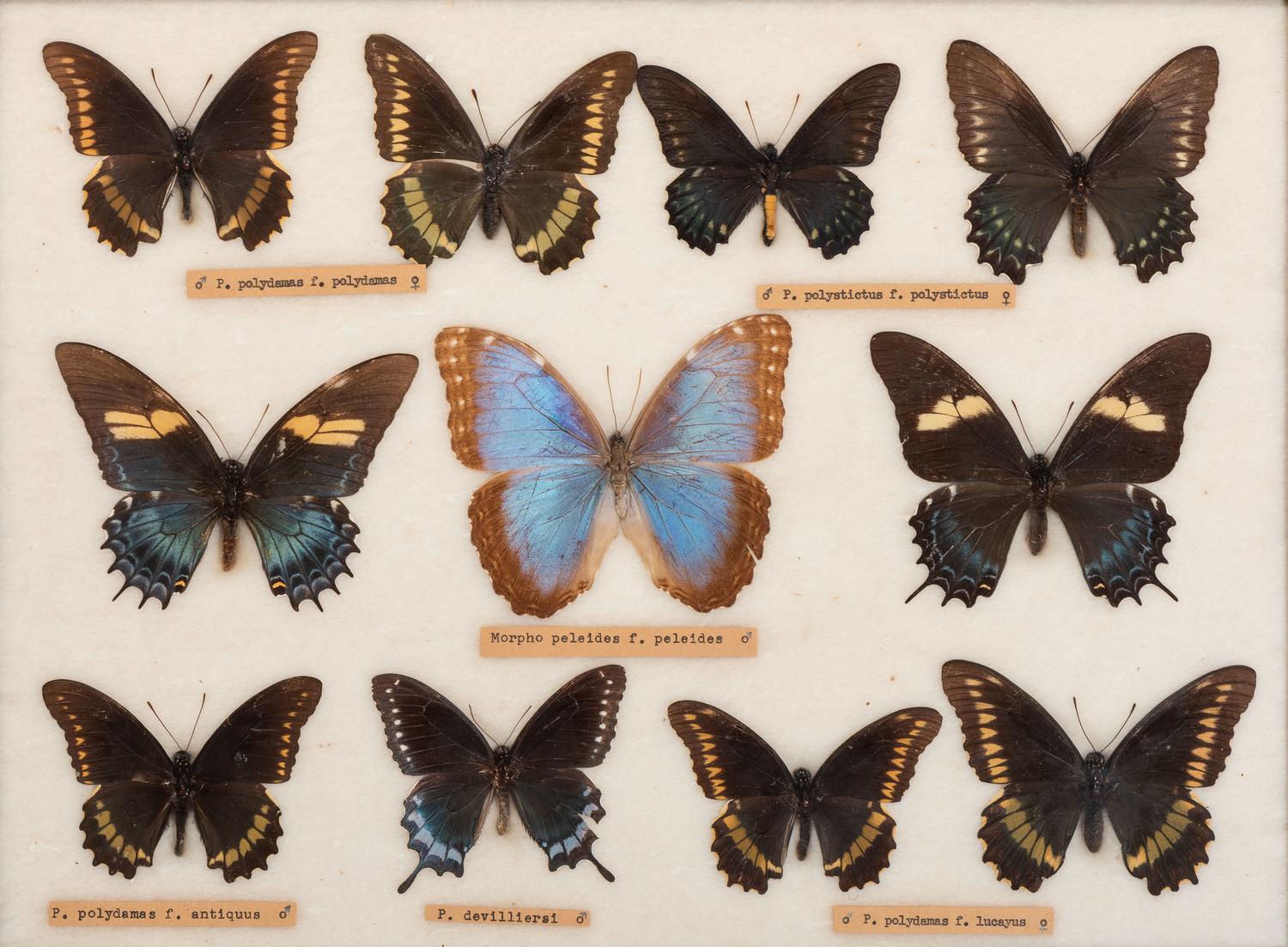 Three Framed Groups of Lepidopterological Specimens