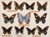 Three Framed Groups of Lepidopterological Specimens