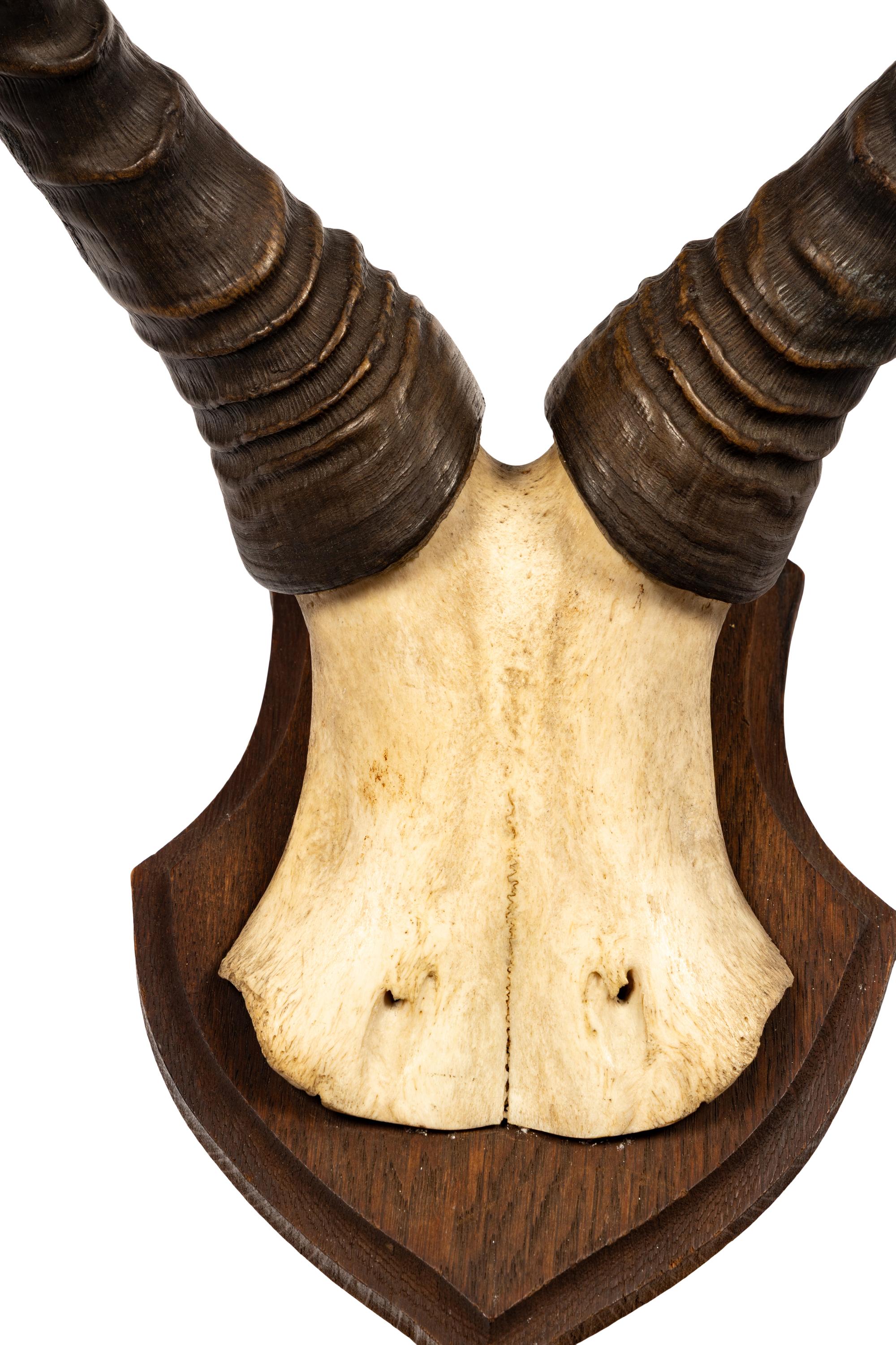 Three Taxidermy Antelope Antler Mounts
