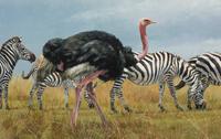 Black and White and Pink , 2009