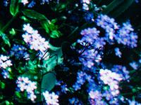 Edge of Spring , edition 173/1500