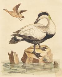 George Edwards (English, 1694-1773), A Set of Twelve Framed Hand-Colored Engravings Depicting Various Birds