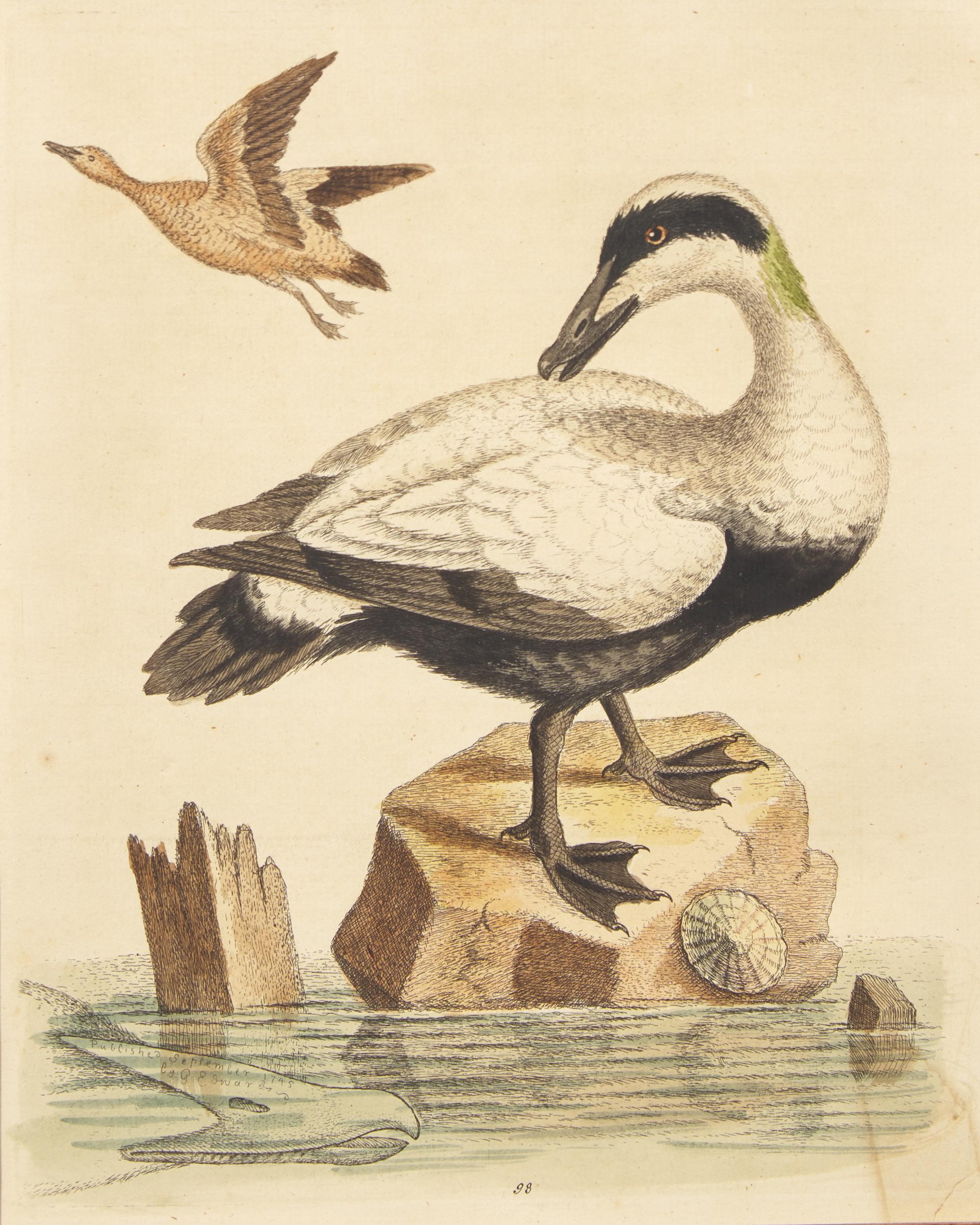 George Edwards (English, 1694-1773), A Set of Twelve Framed Hand-Colored Engravings Depicting Various Birds