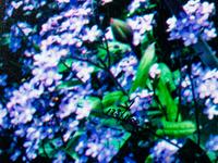 Edge of Spring , edition 173/1500