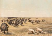 [Prints] Currier and Ives. Buffalo Hunt under the White Wolf Skin. An Indian Stratagem on the Level Prairie