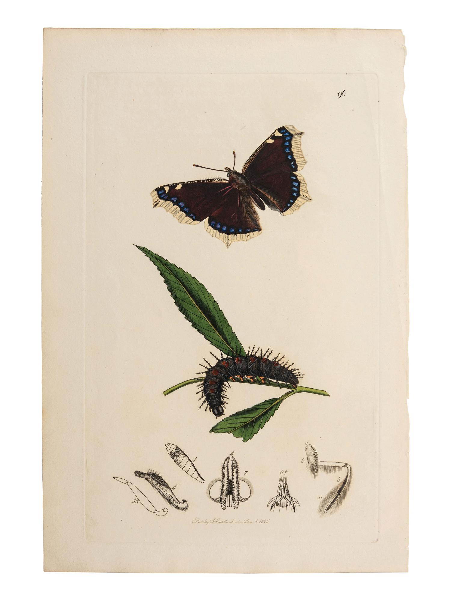 A Collection of Hand-Colored Ornithology and Entomology Engravings