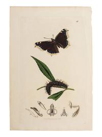 A Collection of Hand-Colored Ornithology and Entomology Engravings