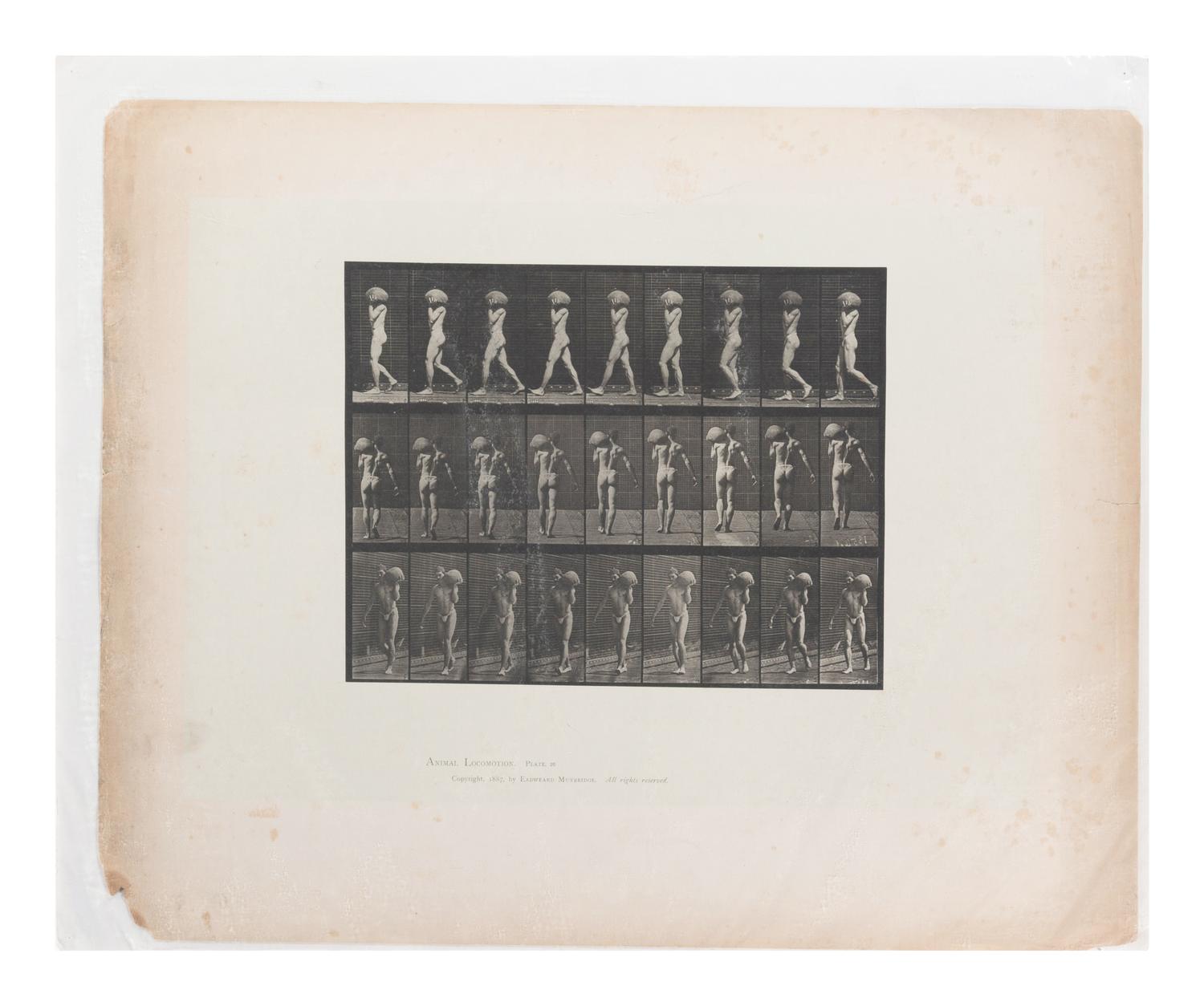 15 Plates from Animal Locomotion , 1887