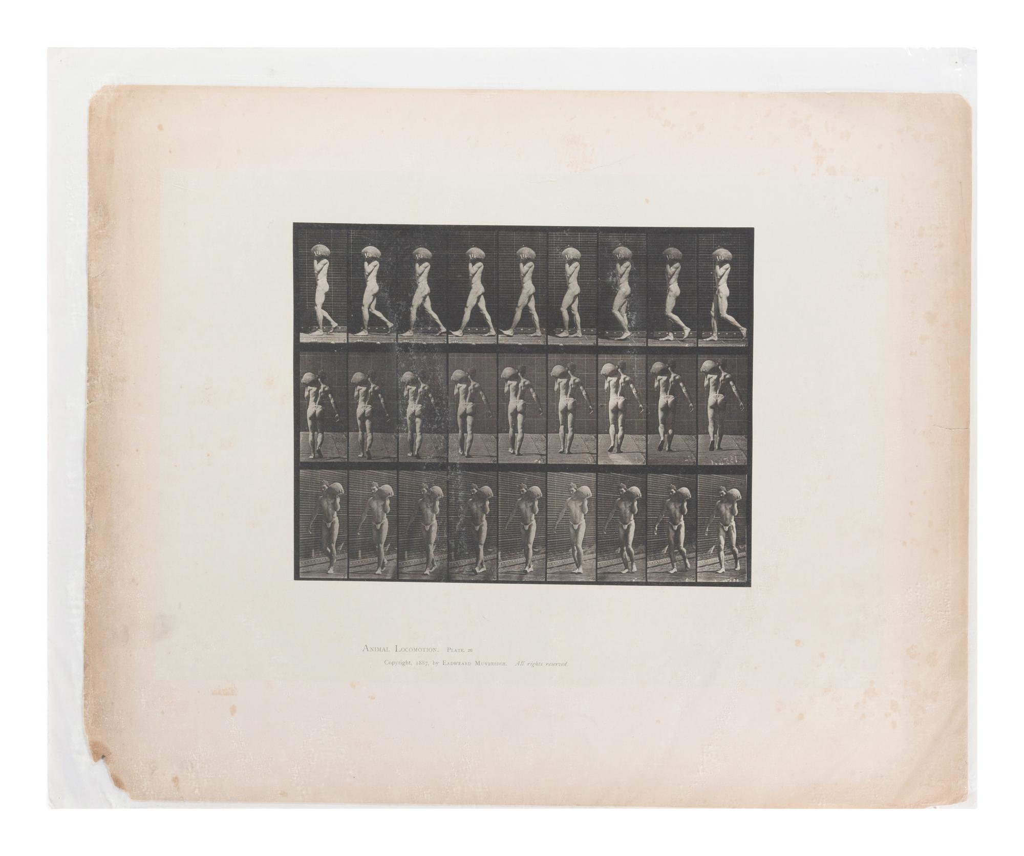 15 Plates from Animal Locomotion , 1887