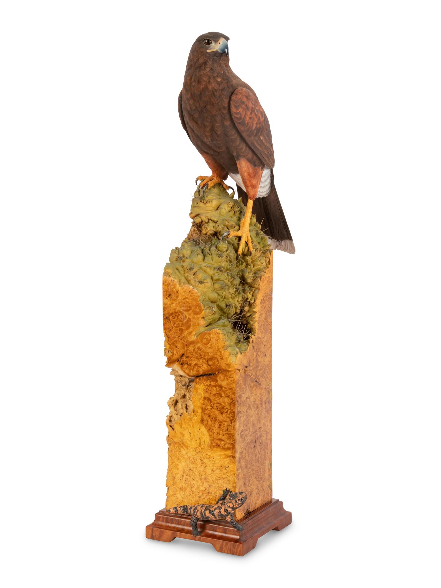 Harris' Hawk - Desert Arrow