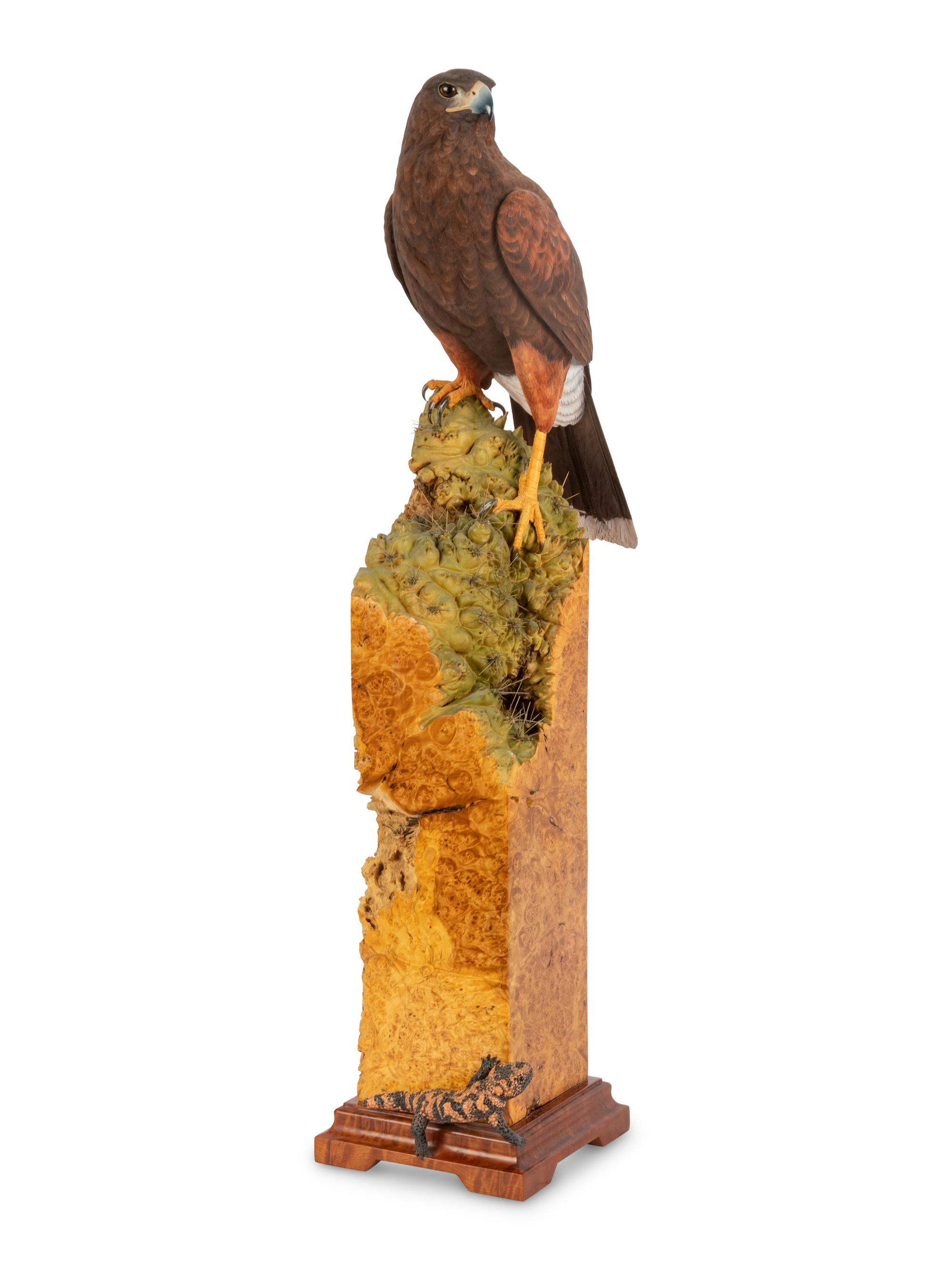 Harris' Hawk - Desert Arrow