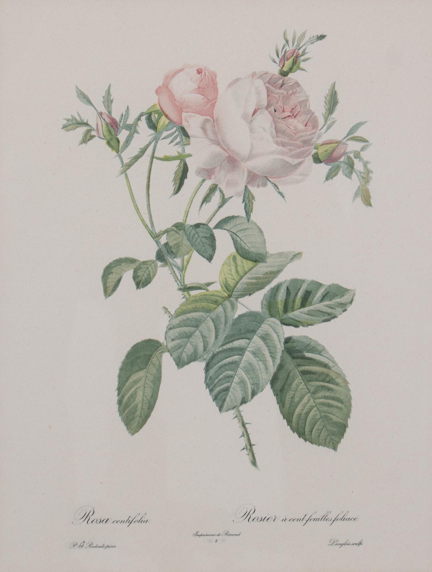 A Set of Four Handcolored Botanical Engravings Height of frames 21 x width 17 inches.