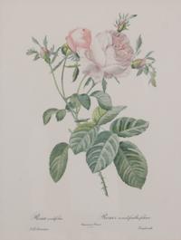 A Set of Four Handcolored Botanical Engravings Height of frames 21 x width 17 inches.