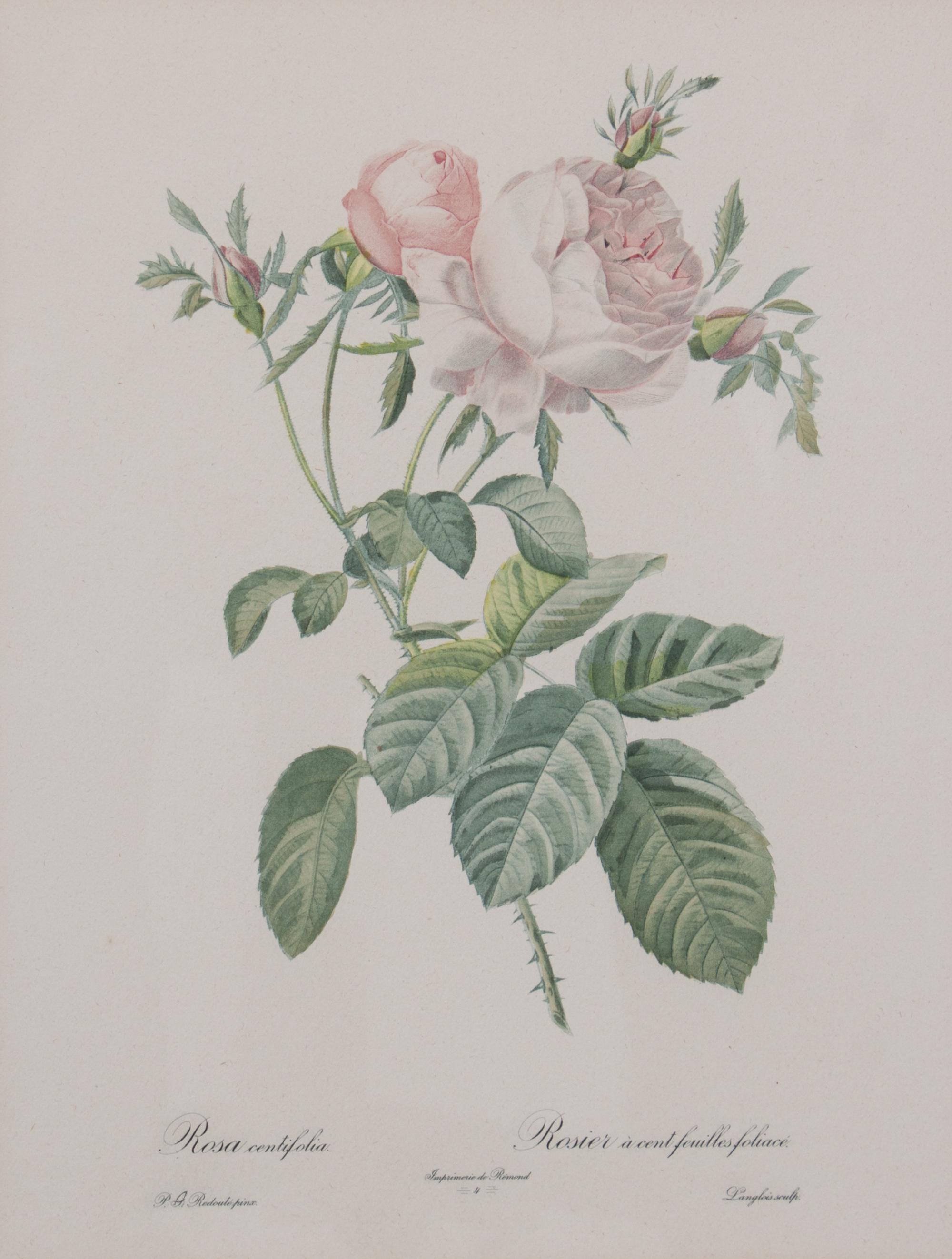 A Set of Four Handcolored Botanical Engravings Height of frames 21 x width 17 inches.
