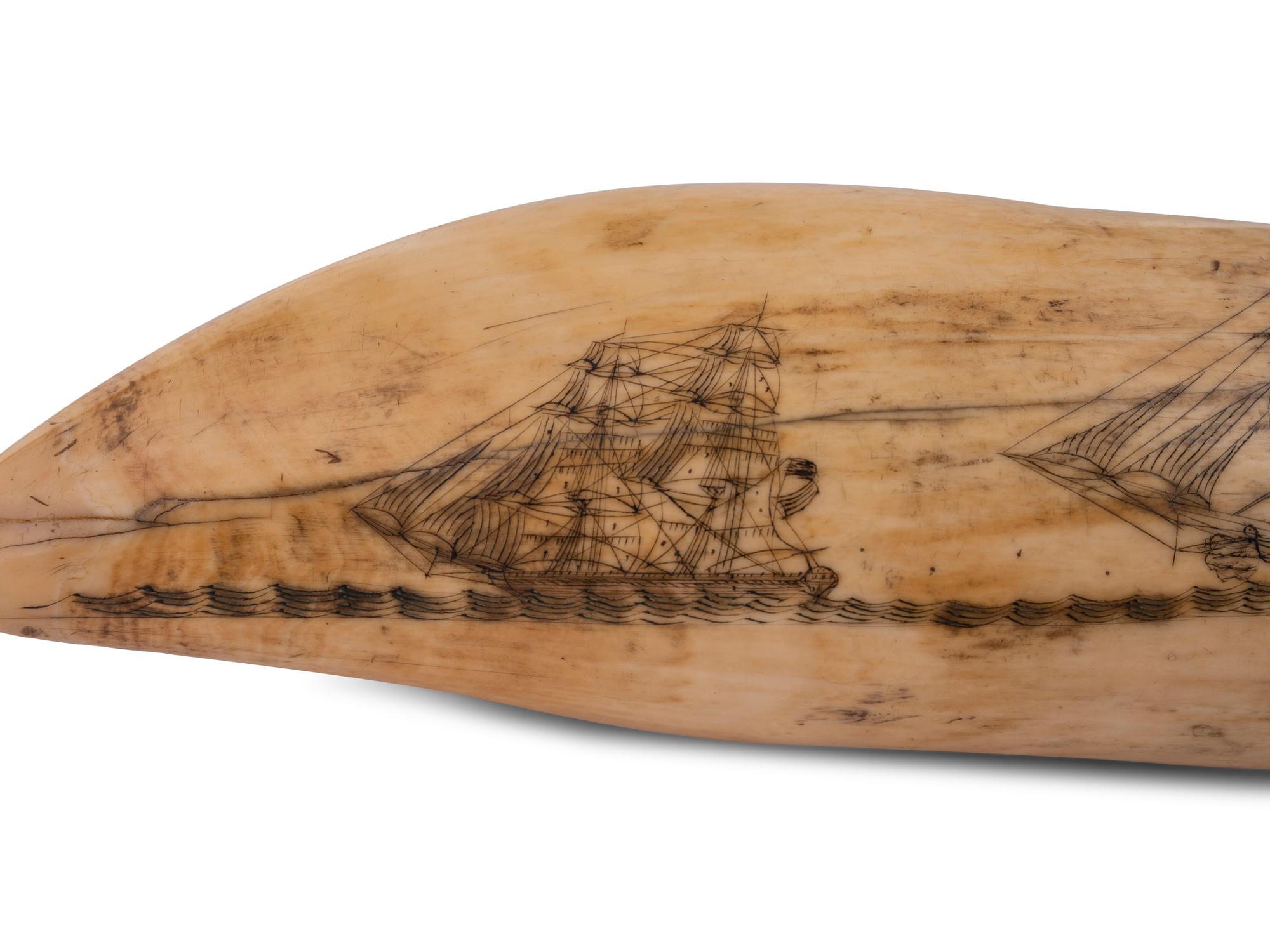 A Scrimshaw Tooth Depicting Two Ships Underway