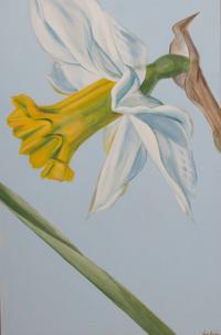 Two Daffodil Paintings