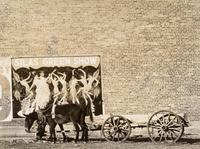 Walker Evans (1903-1975) Mule Team in Mississippi, 1937