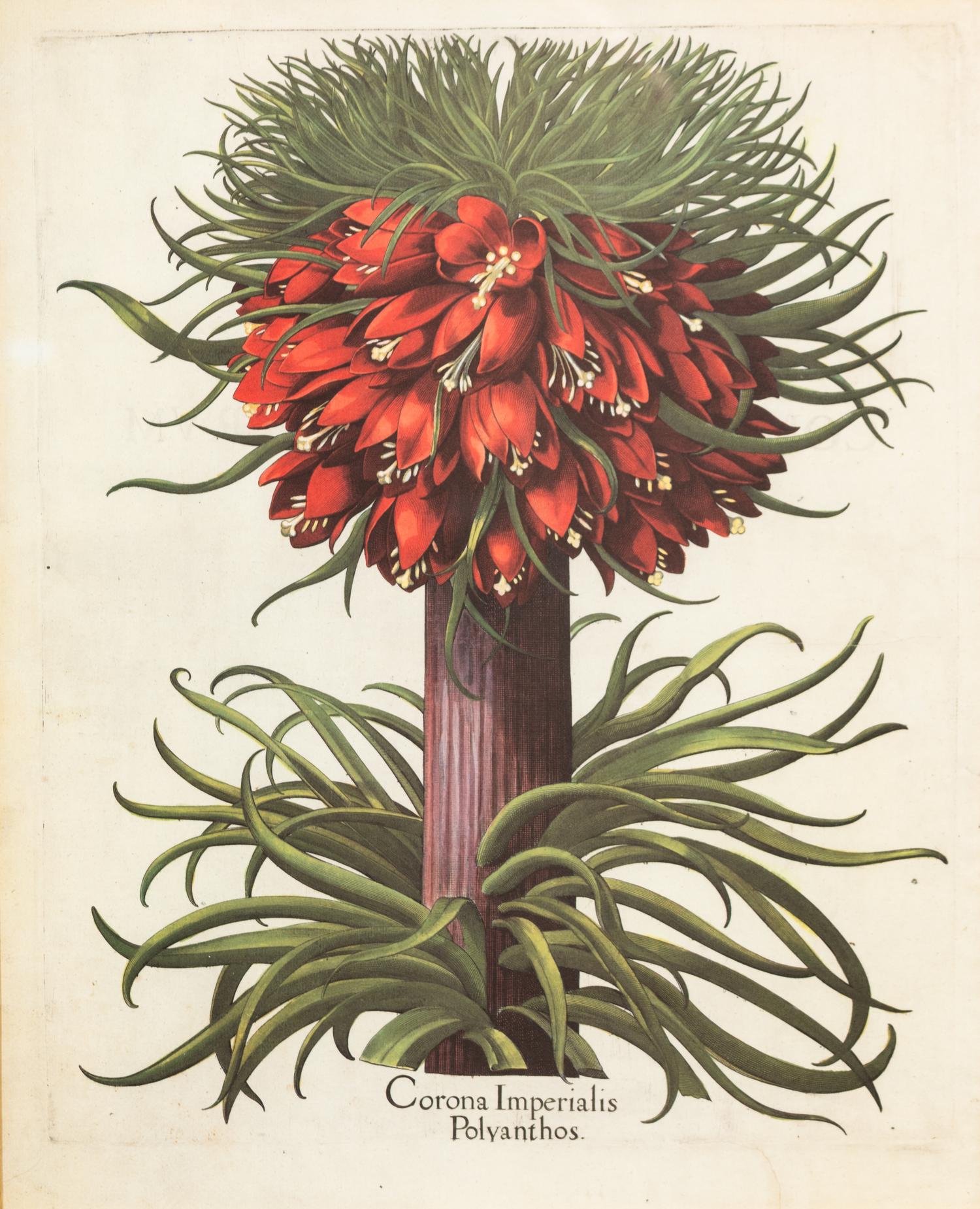 A Pair of Large Folio Botanical Prints — 20TH CENTURY