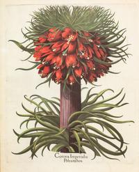 A Pair of Large Folio Botanical Prints — 20TH CENTURY