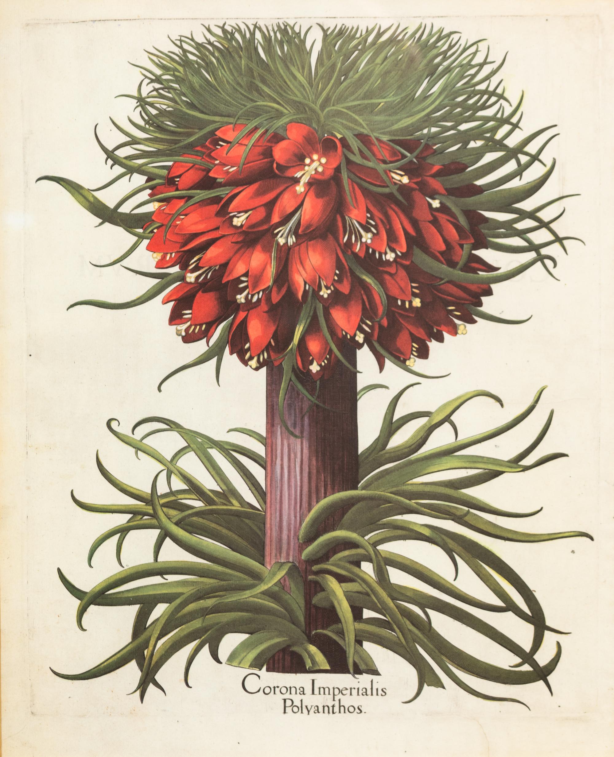 A Pair of Large Folio Botanical Prints — 20TH CENTURY