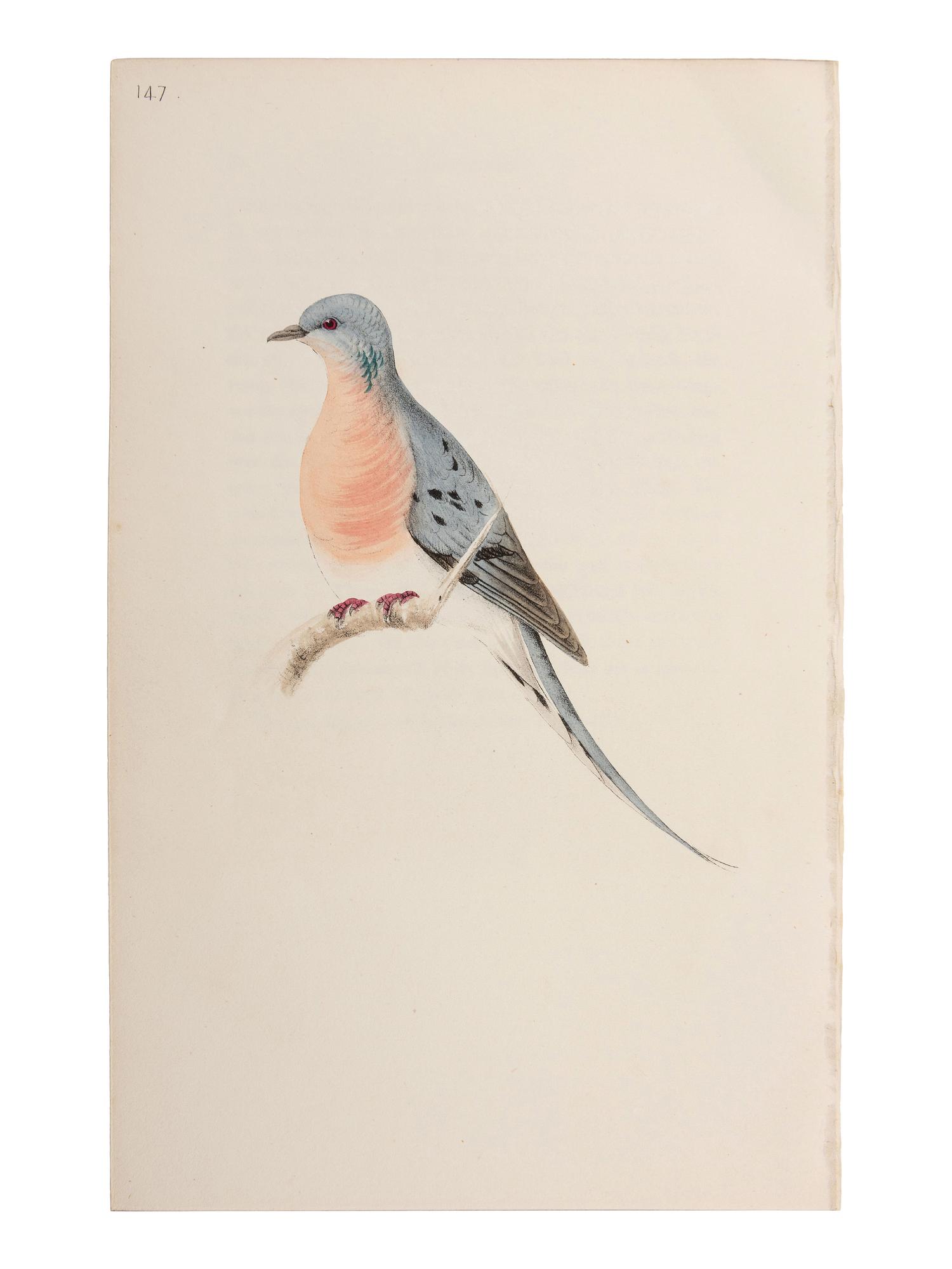 A Collection of Hand-Colored Ornithology and Entomology Engravings