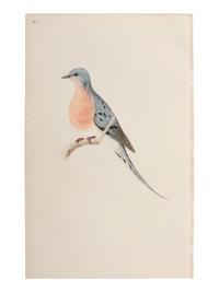 A Collection of Hand-Colored Ornithology and Entomology Engravings