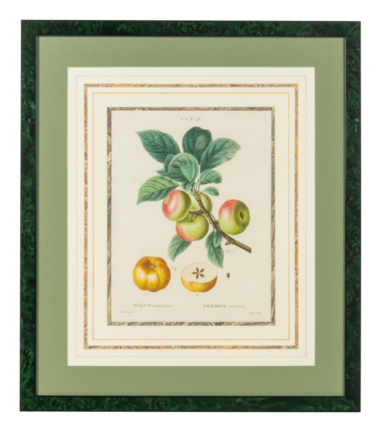 Six French Botanical Prints